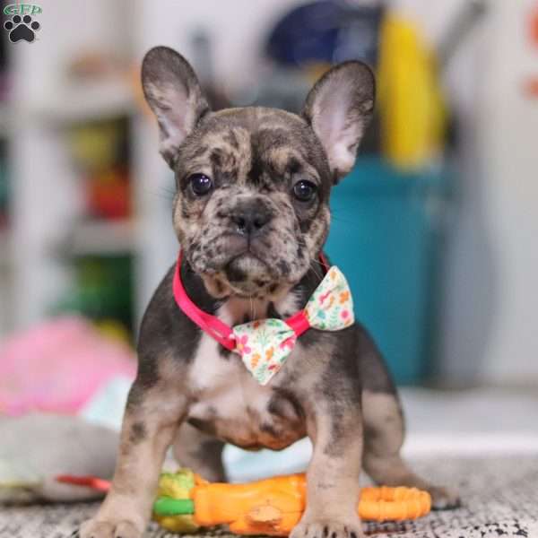 Chelsie, French Bulldog Puppy